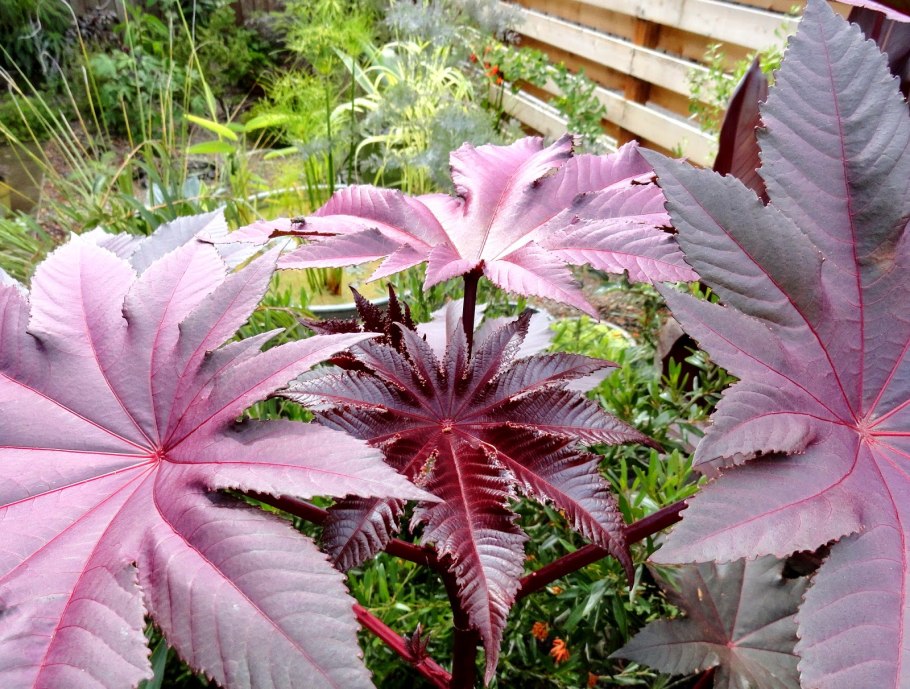 Клещевина Африканская