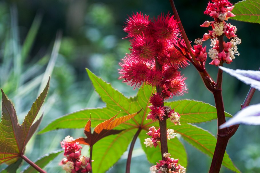 Клещевина рицин