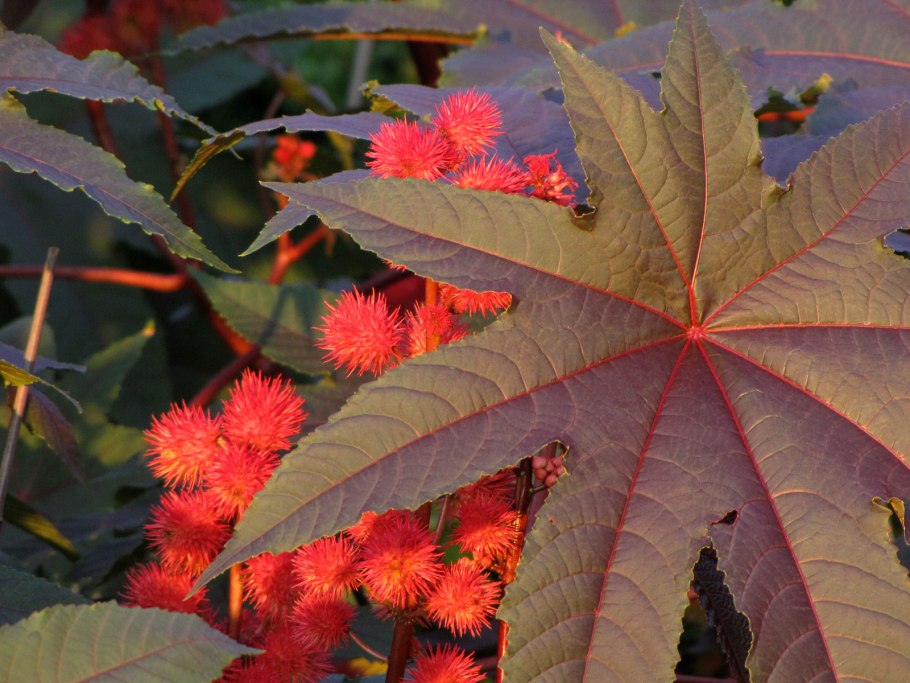 Клещевина обыкновенная