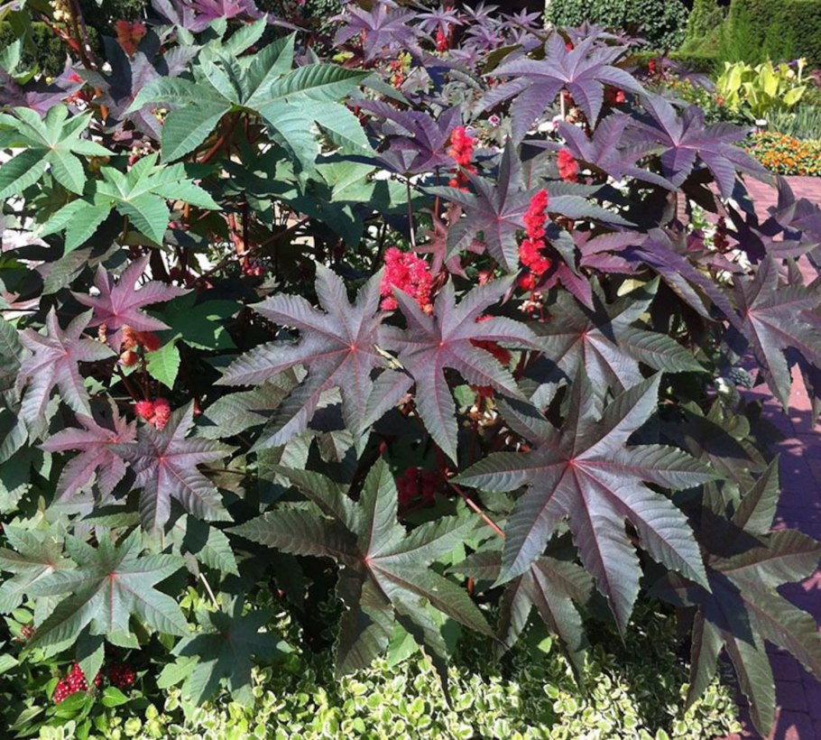 Клещевина бронзовая Пальма