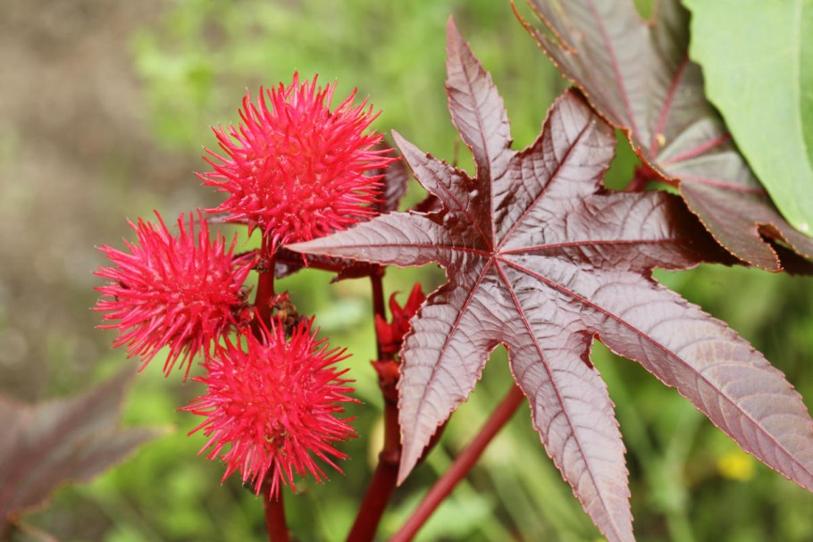 Клещевина Ricinus communis