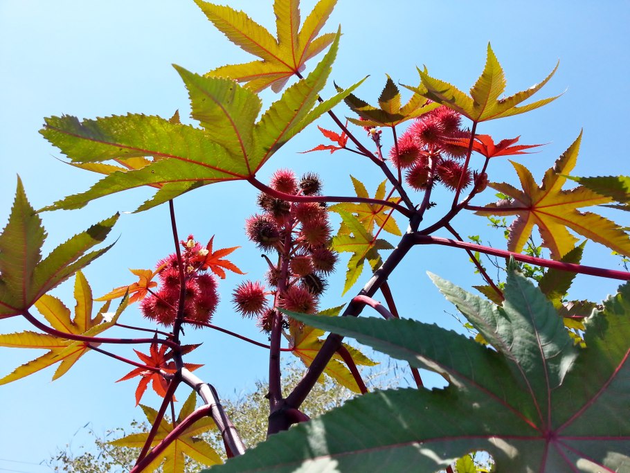 Клещевина рубиновое Созвездие