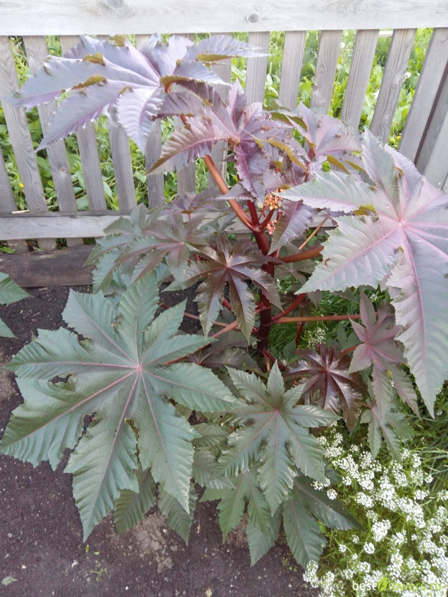 Клещевина Занзибар Грин