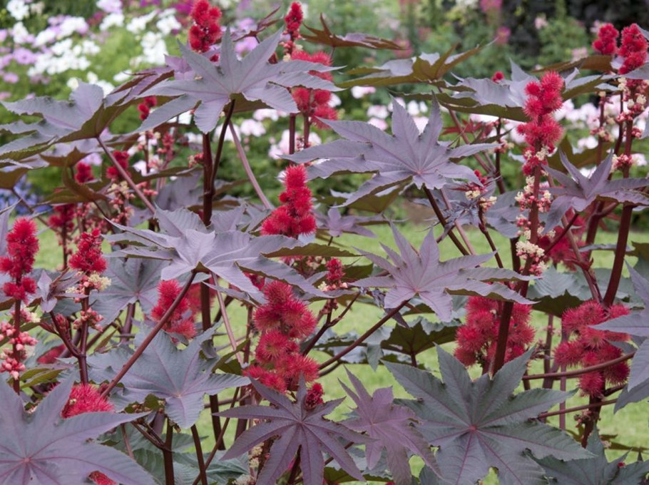 Клещевина обыкновенная