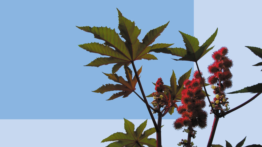 Клещевина бронзовая Пальма