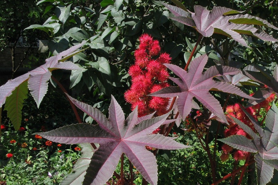 Клещевина растение Ricinus