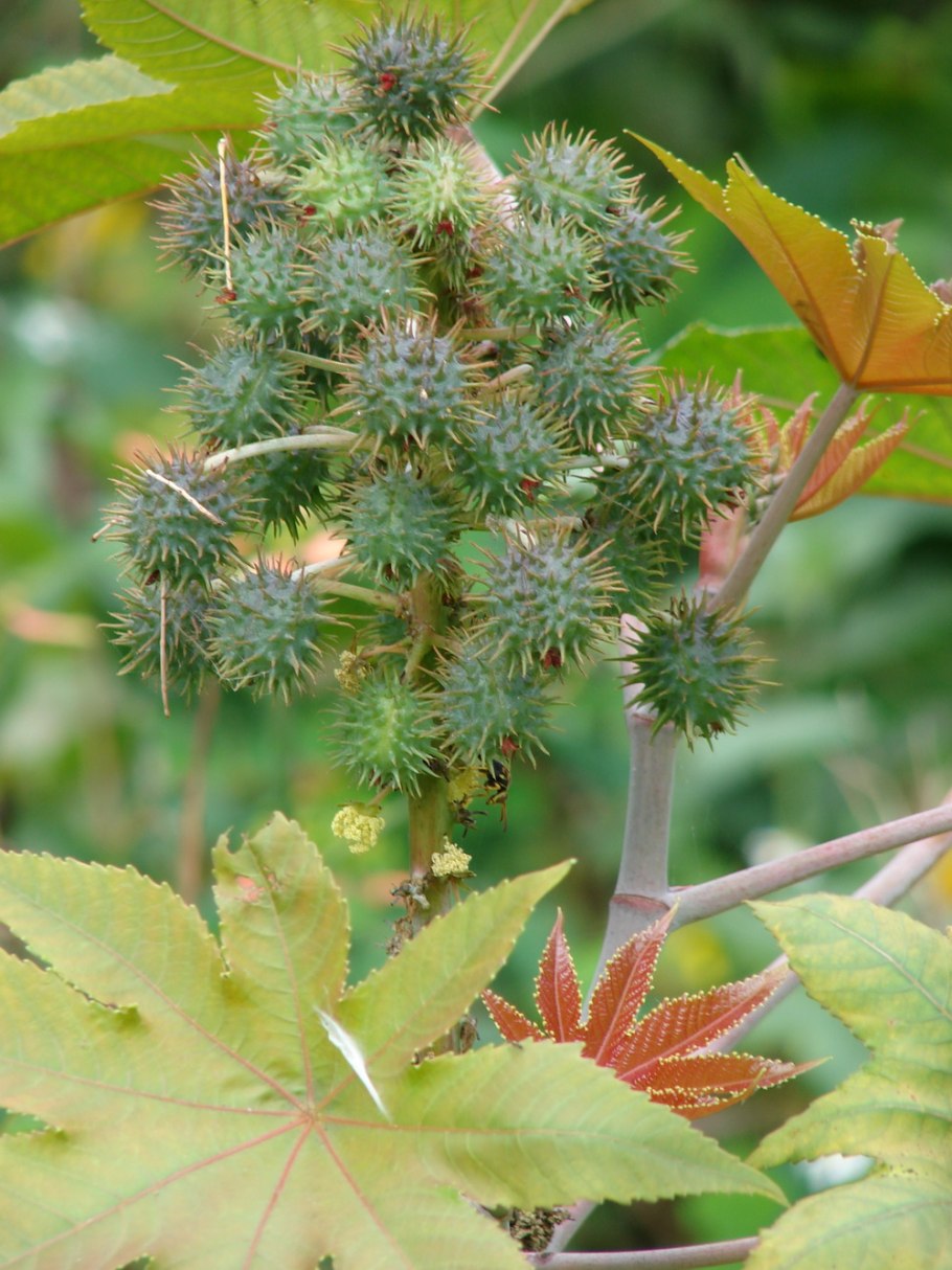 Клещевина Занзибар Грин