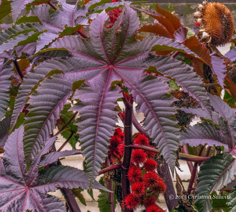 Клещевина камбоджийская