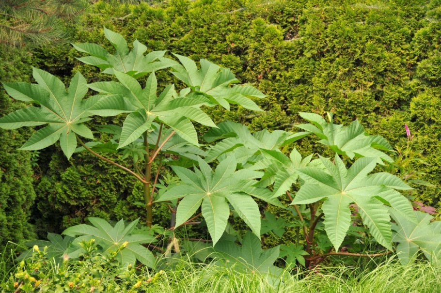 Цветок клещевина