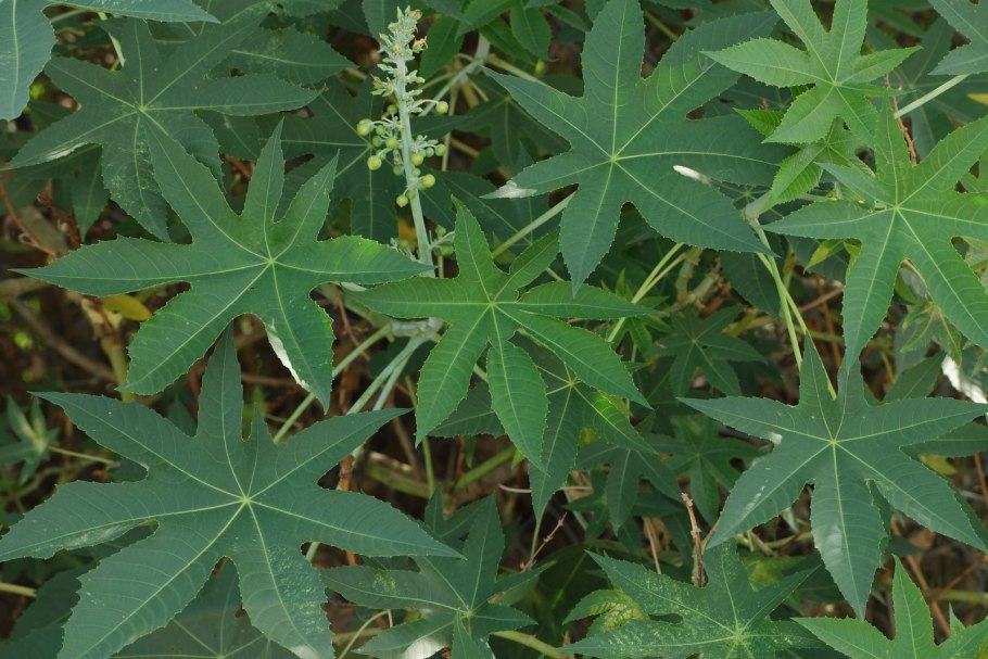 Клещевина Импала бронзовая