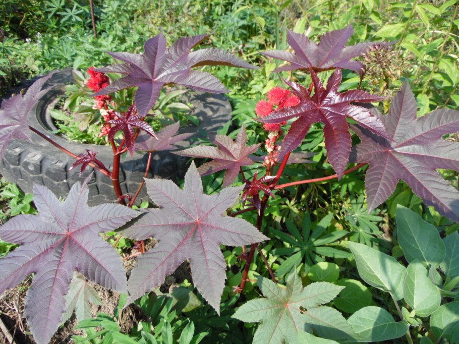 Клещевина Ricinus communis