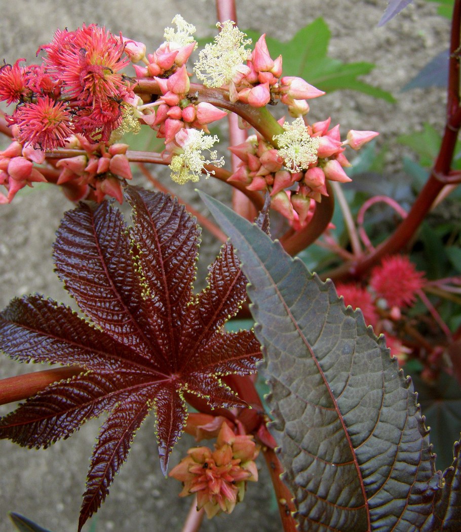 Клещевина Ricinus communis