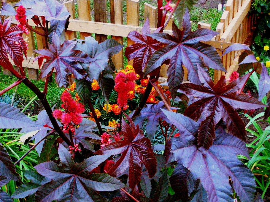 Клещевина Северная Пальма