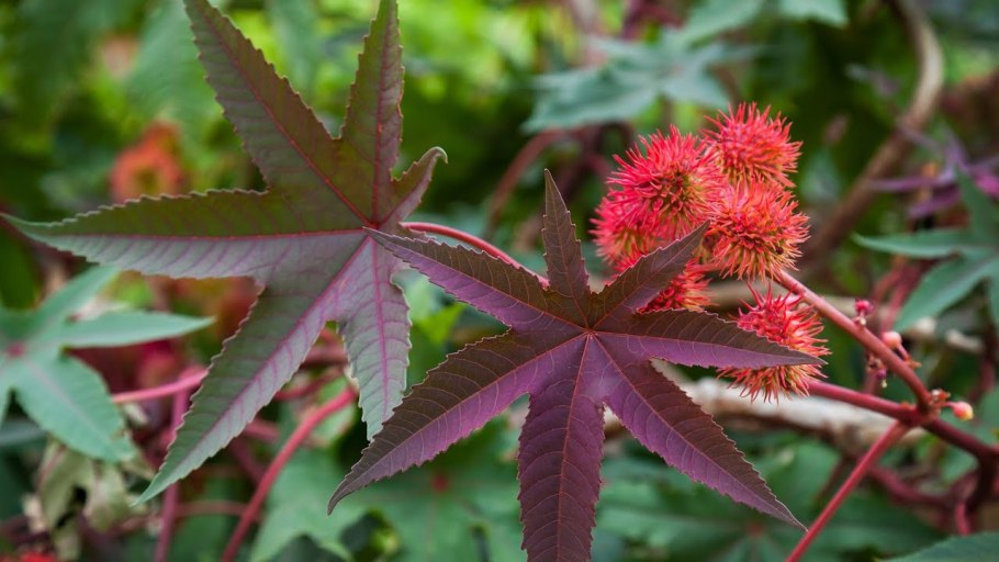 Клещевина обыкновенная