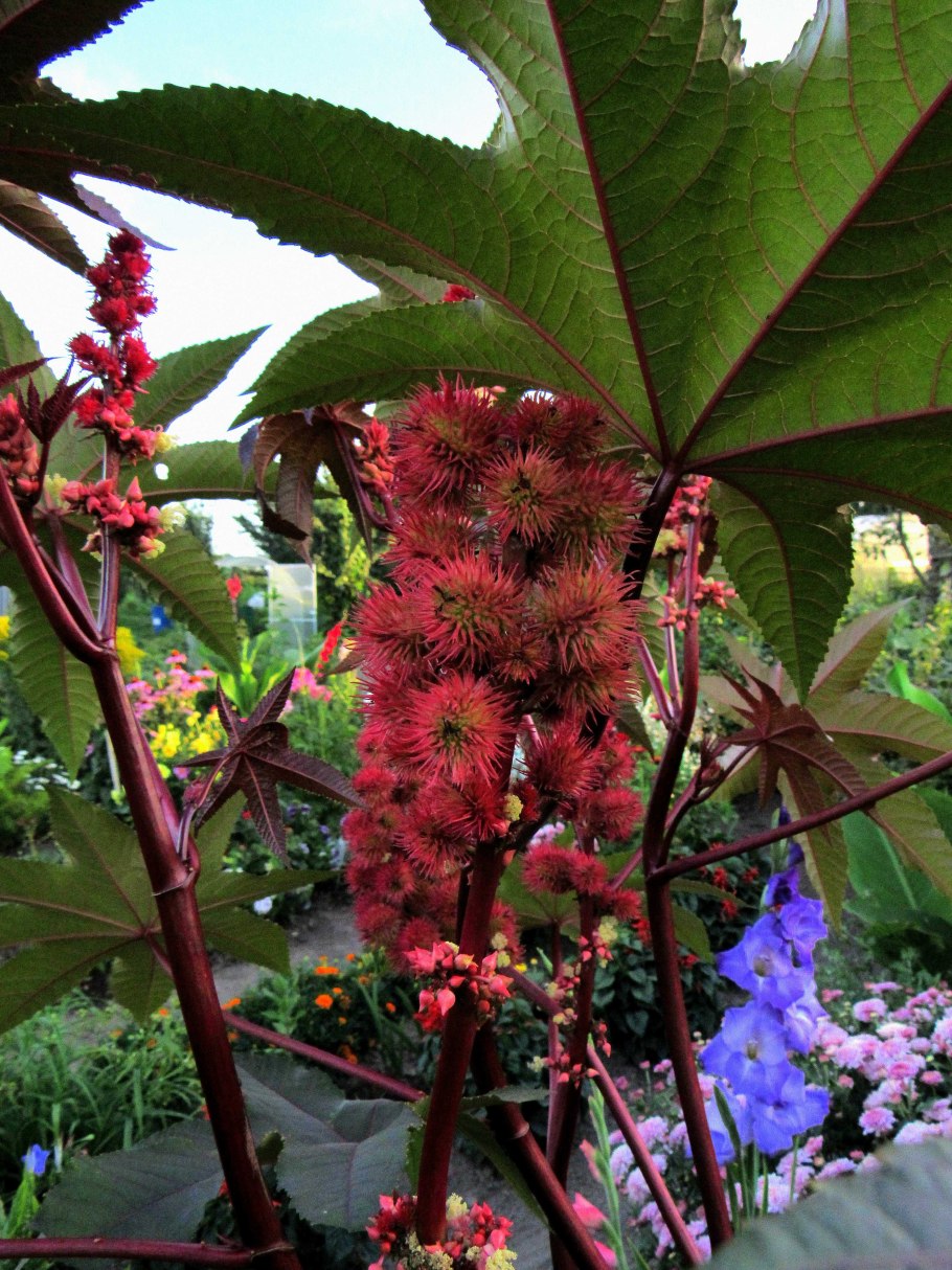 Клещевина касторка