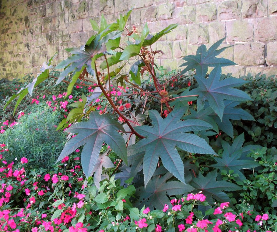 Клещевина занзибарская