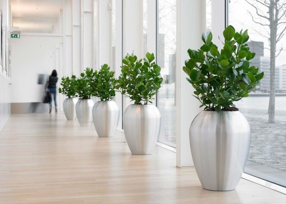 Клузия фото