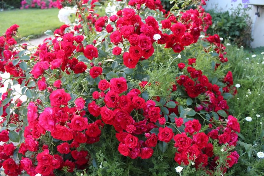 Rouge Meillandecor роза