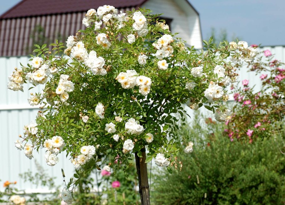 Fuchsia Meillandecor роза