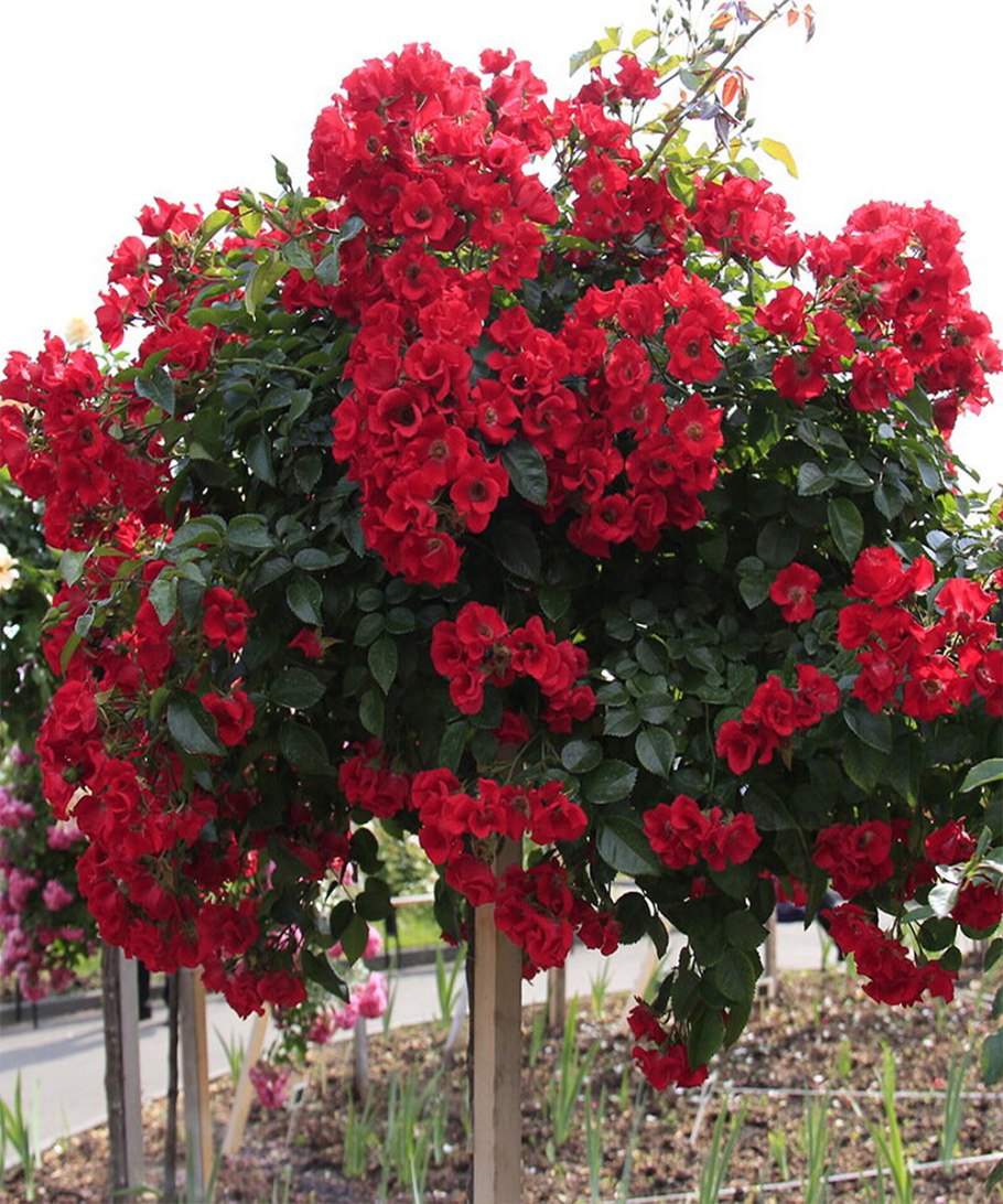 Fuchsia Meillandecor роза на штамбе