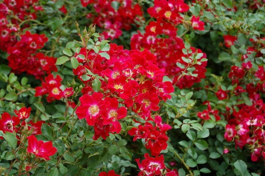 Fuchsia Meillandecor роза