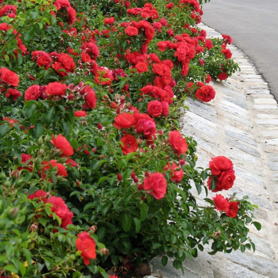 Роза Red Meidiland