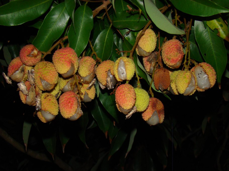 Личи мадагаскарские