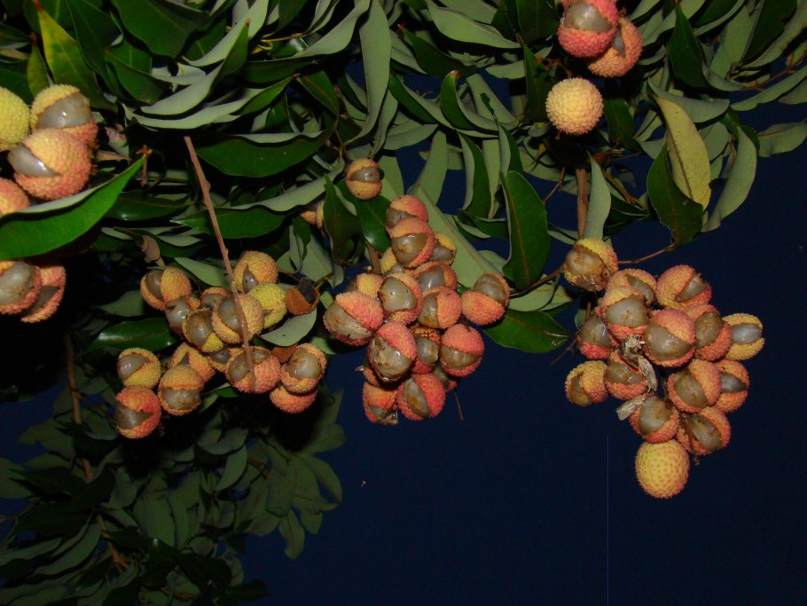 Личи Карликовые