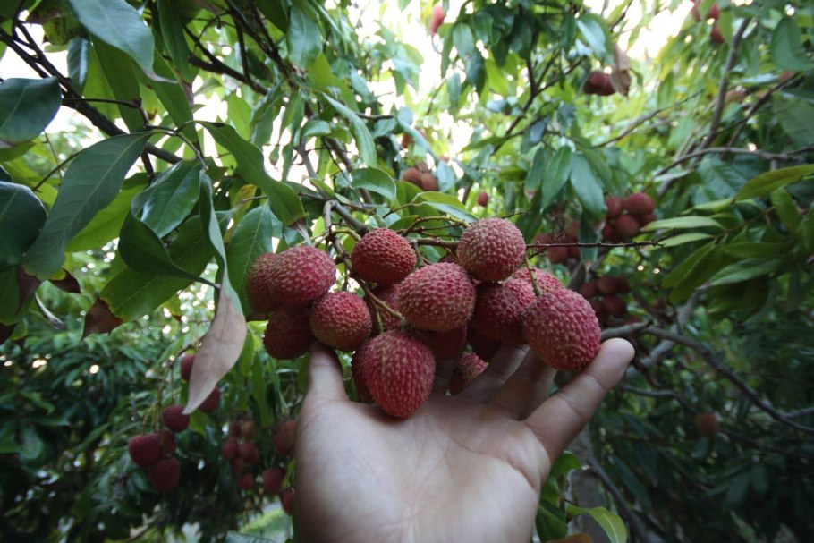 Китайские личи дерево