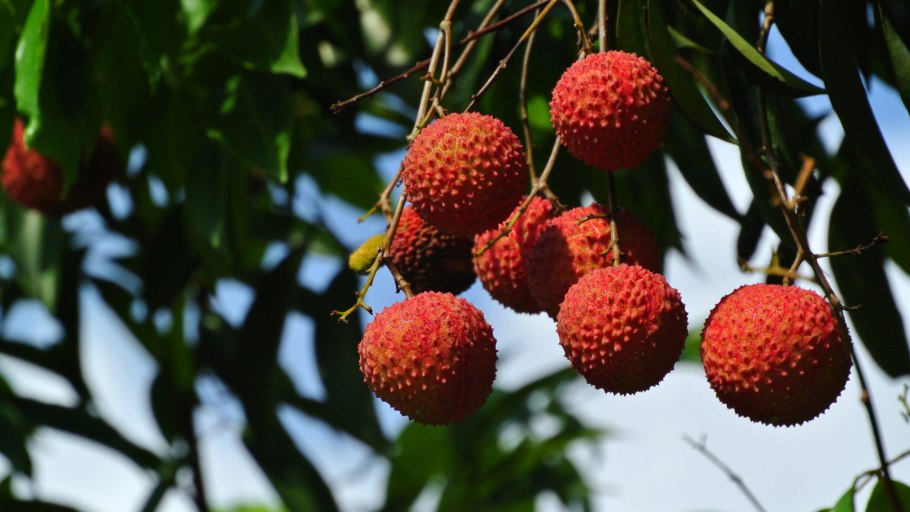 Личи рамбутан лонган