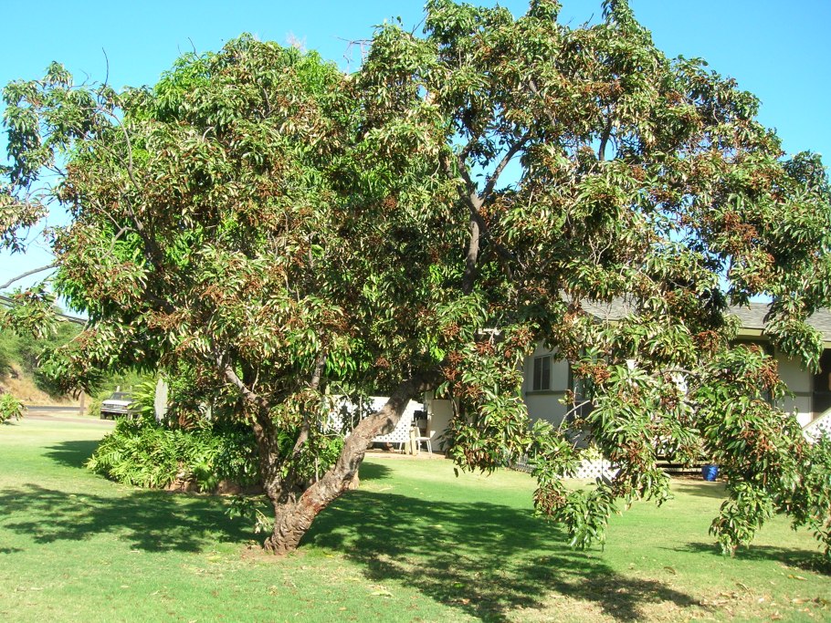 Личи это цитрус