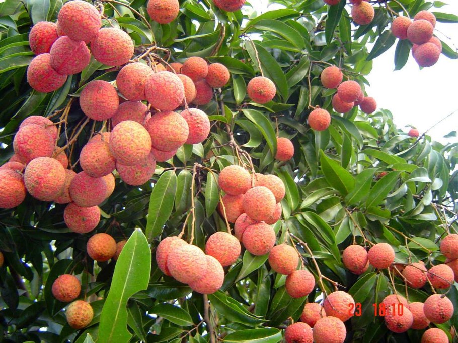 Litchi chinensis