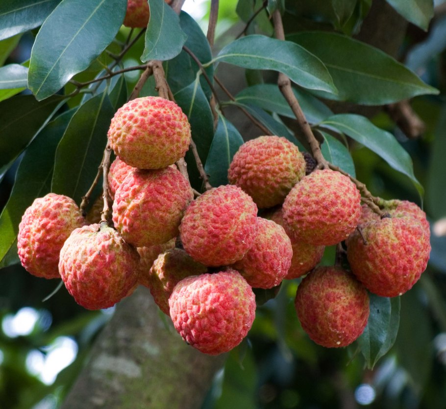 Личи ягода дерево