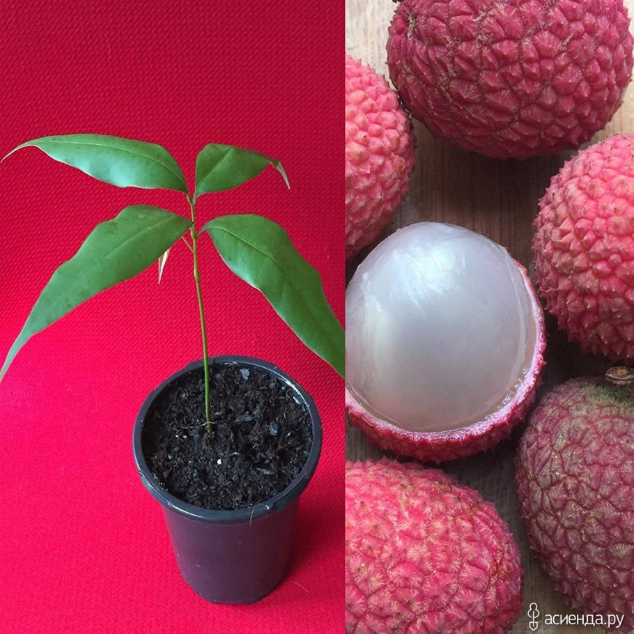 Листья личи