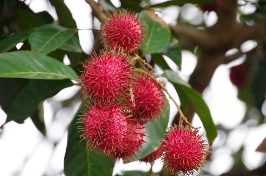 Личи растение