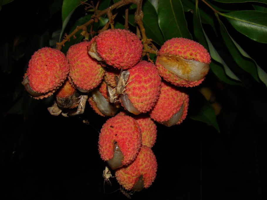 Личи куст или дерево