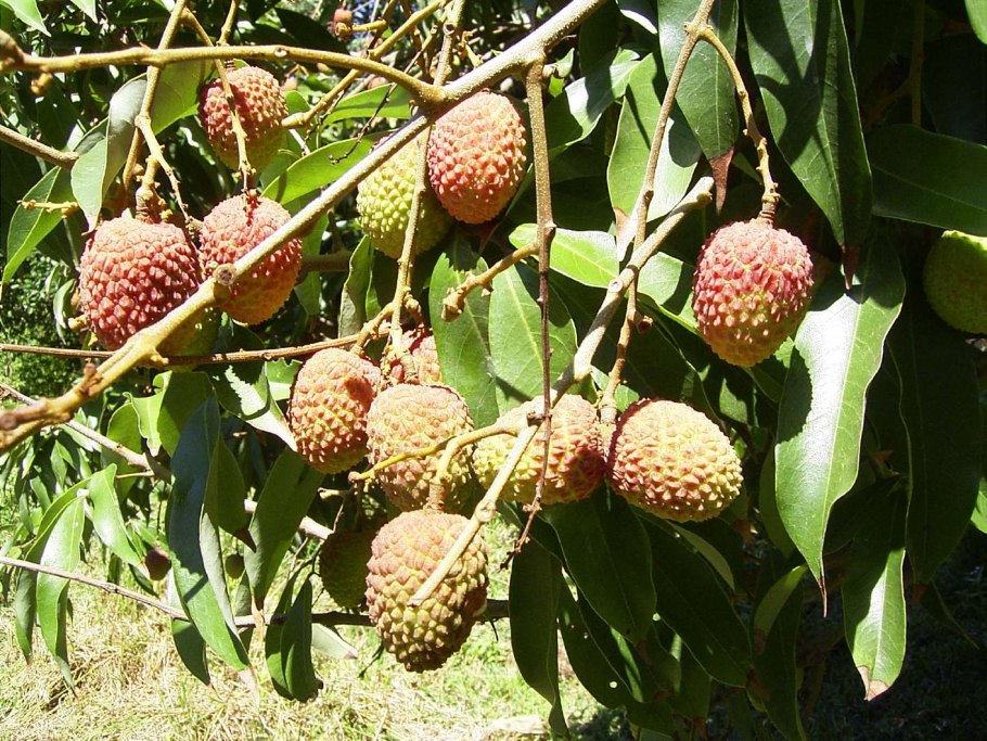 Китайская слива личи дерево