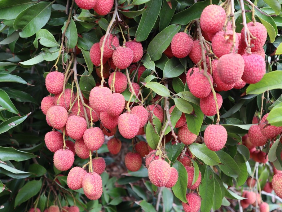 Личи высота дерева