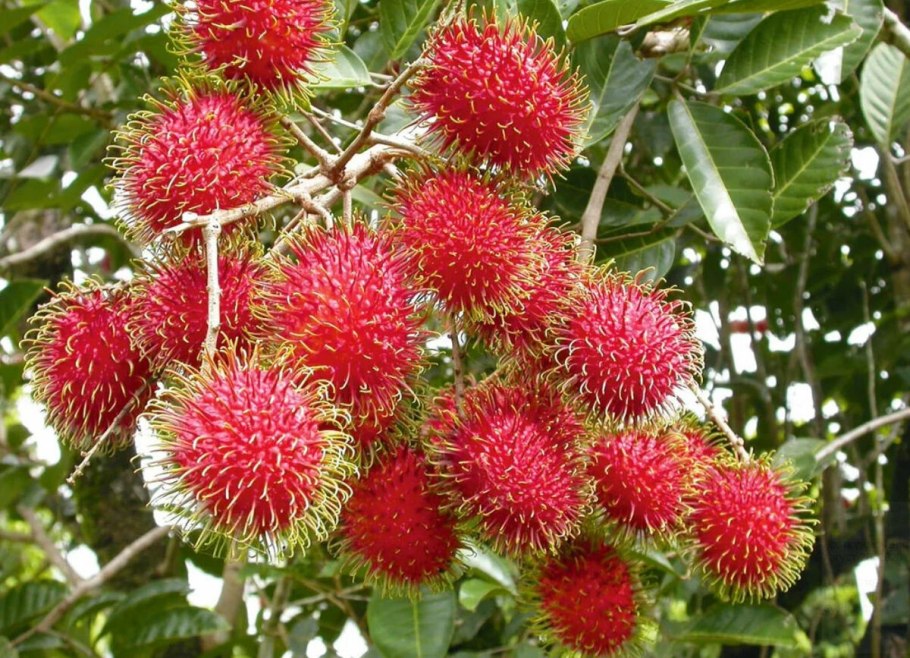 Драконий глаз фрукт личи