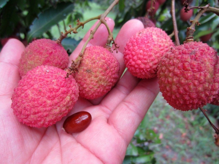 Личи литчи китайская слива