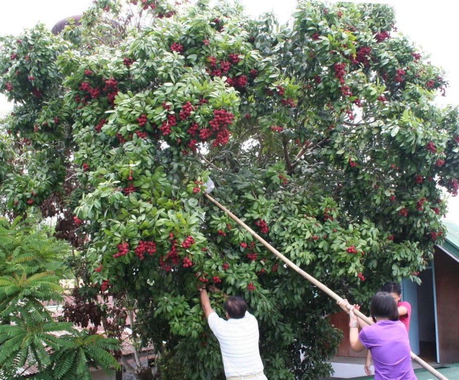 Рамбутан цветение