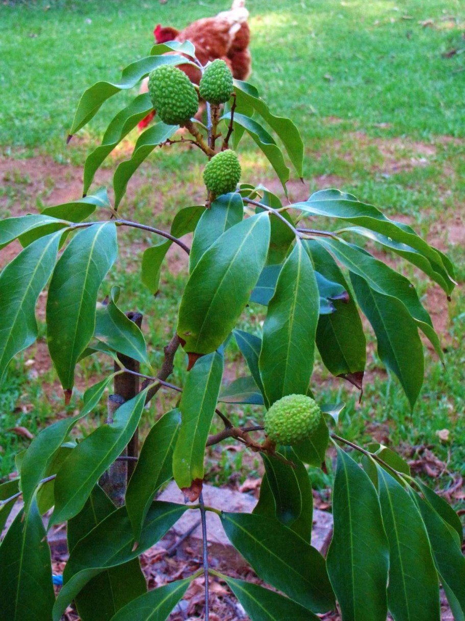 Дерево личи в домашних условиях