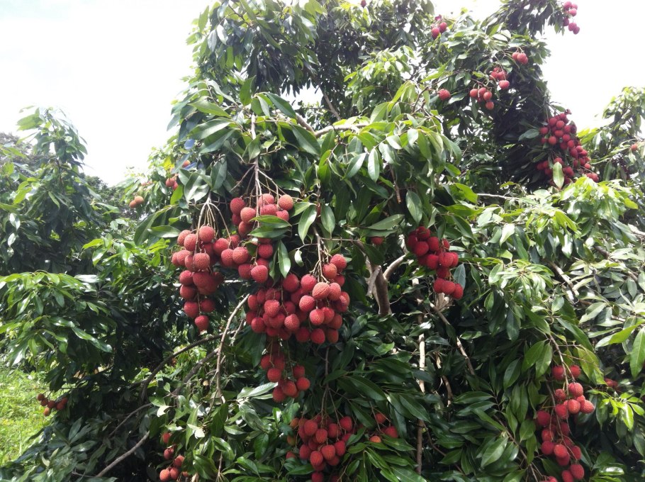 Личи Вьетнам