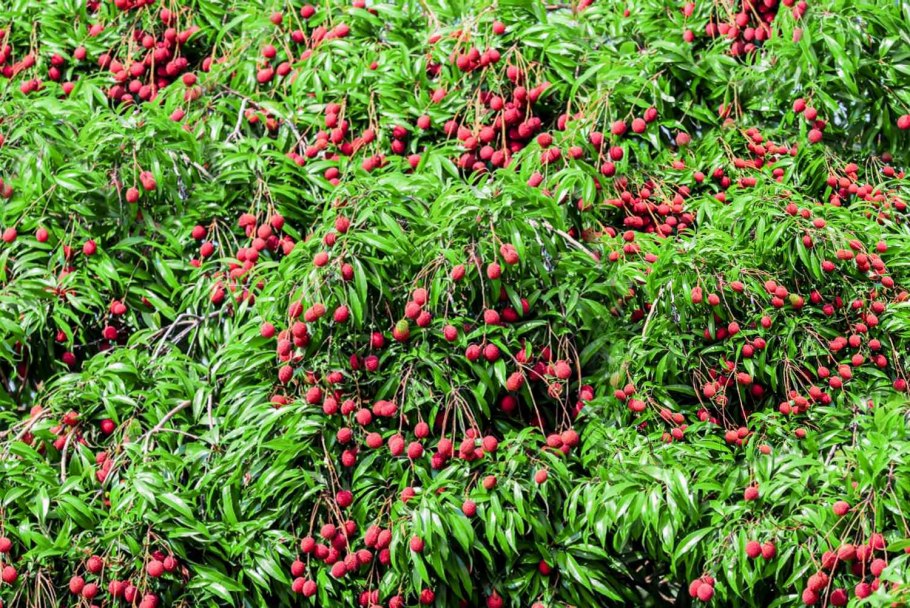 Рамбутан растение