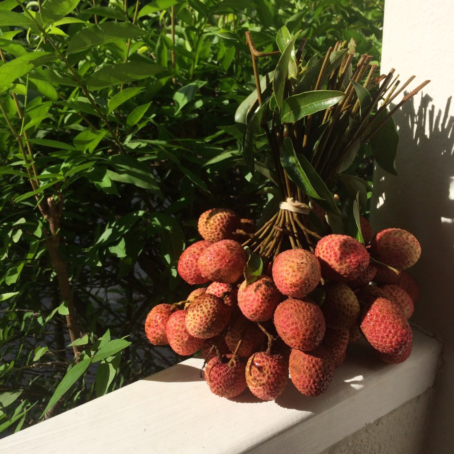 Личи высота дерева