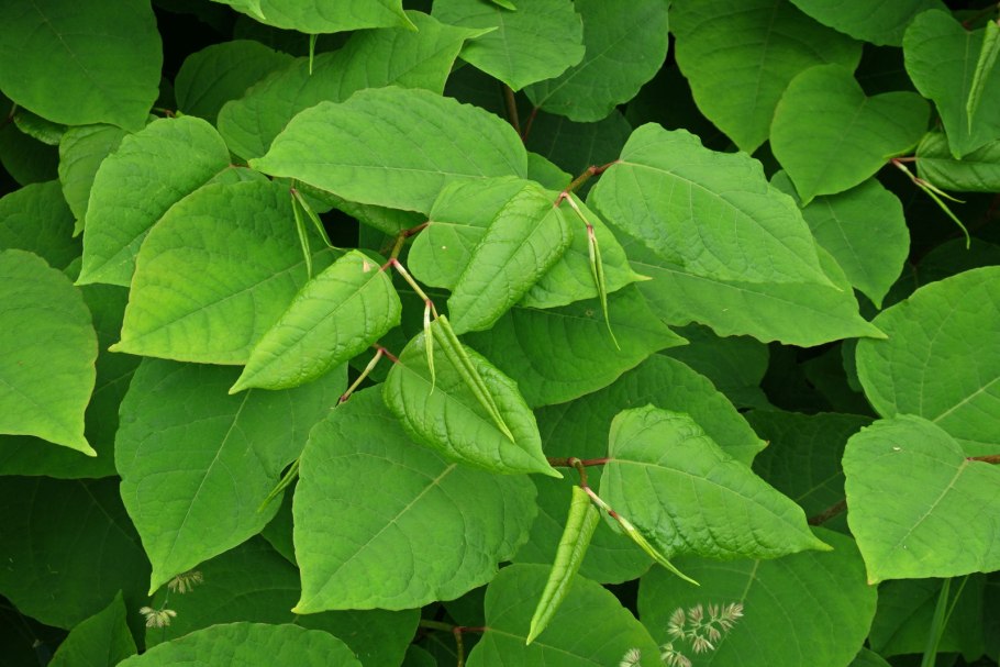 Рейнутрия японская Fallopia japonica