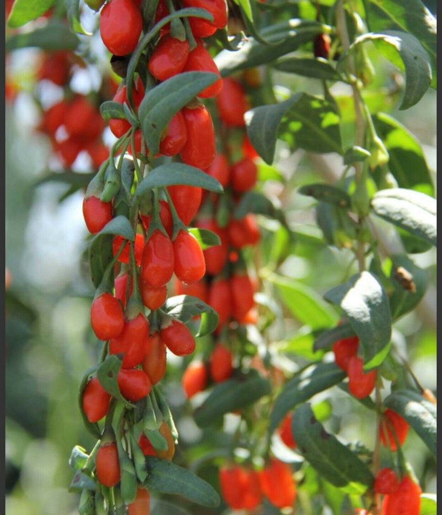 Goji Berry куст
