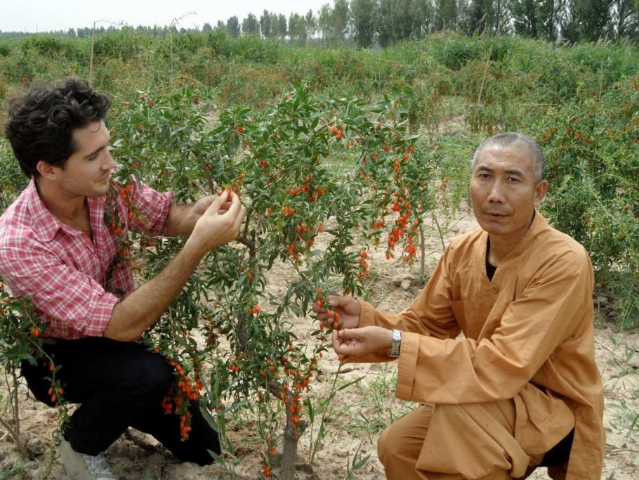 Дереза китайская годжи