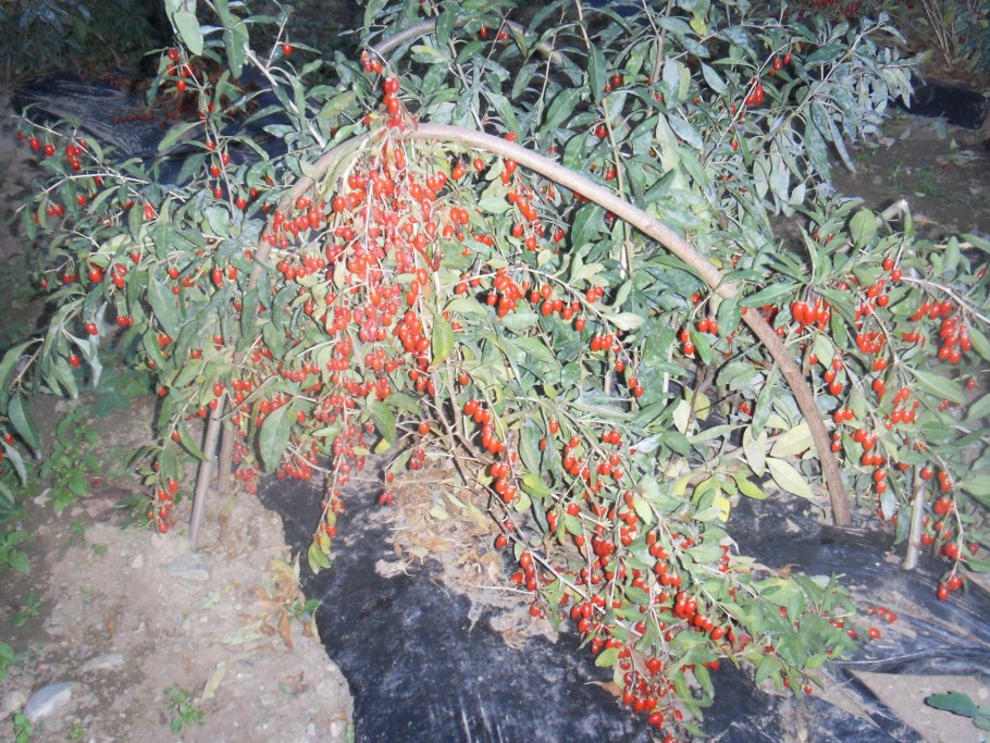 Ягоды годжи дерево