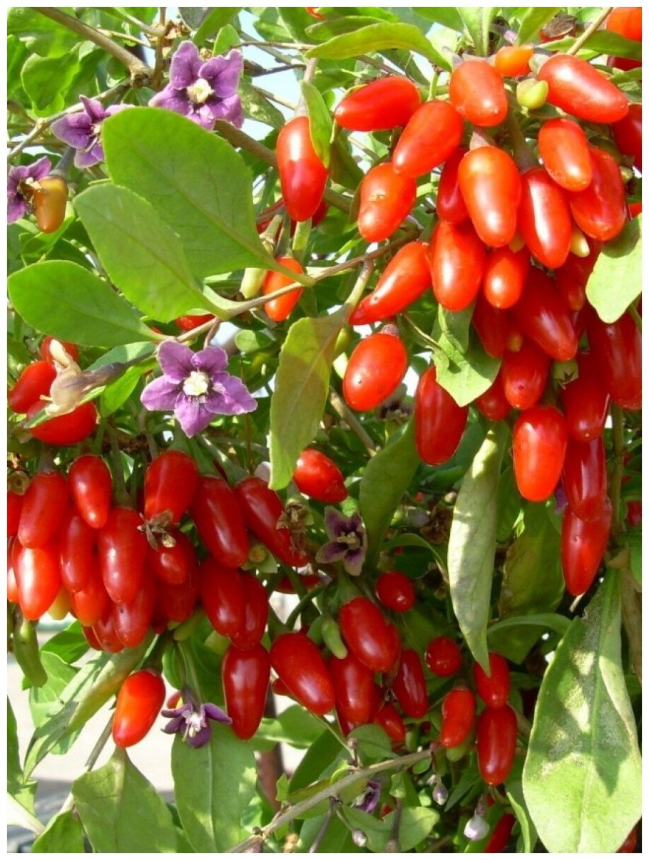 Дереза китайская